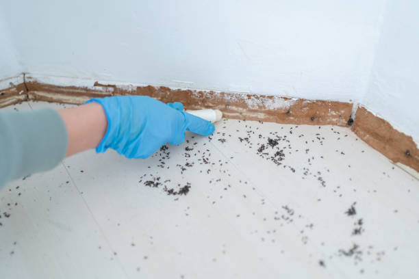 Best Pest Control Near Me in Jacksonville, IL